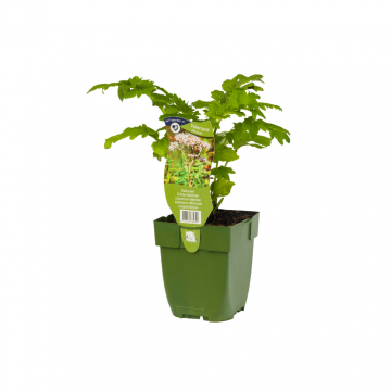 Valeriaan (Valeriana officinalis)