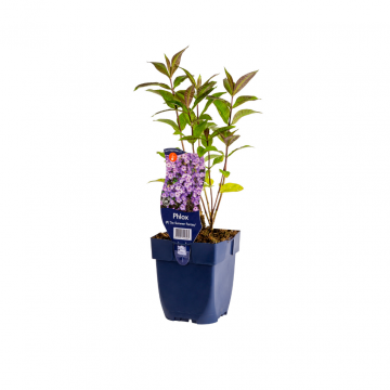 Vlambloem (Phlox (P) 'Sw. Summer Fantasy')