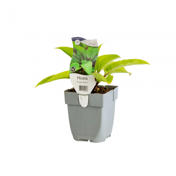 Hosta (Hosta 'Purple Heart')