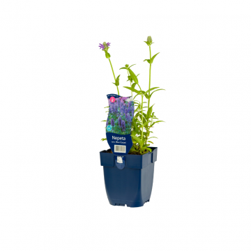 Kattekruid (Nepeta nervosa 'Blue Carpet')