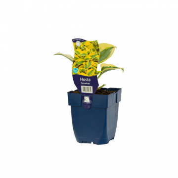 Hosta (Hosta 'Permafrost')