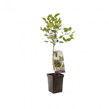 Dwerg moerbei (Morus rotundiloba Mojo Berry)