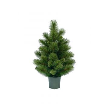 Evergreen tafel kunstkerstboom Woodland spruce 60 cm