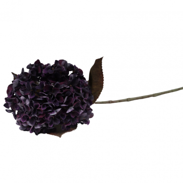 Hortensia 65 cm paars