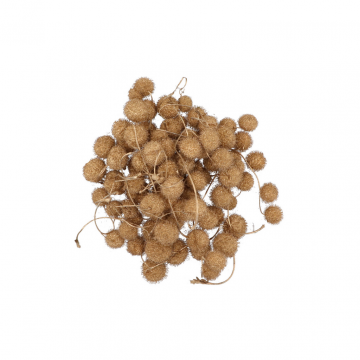 Dry Plantane Goud