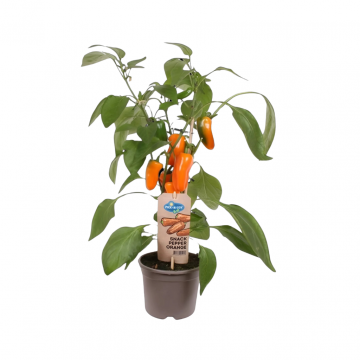 Plukpaprika mini oranje (Capsicum Anuum) 40 cm