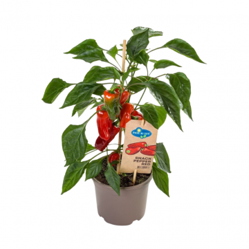 Plukpaprika mini rood (Capsicum Anuum) 40 cm