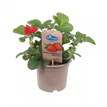 Aardbei (Frageria Delizz) 35 cm