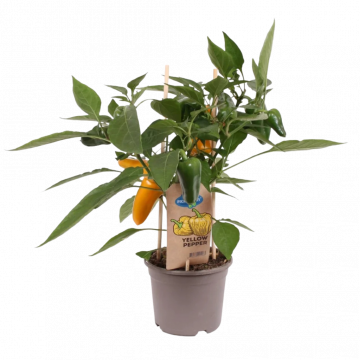 Plukpaprika mini geel (Capsicum Anuum) 40 cm