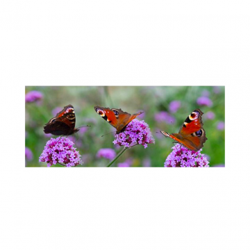 Tuinposter Vlinders 