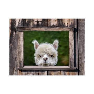 Tuinposter Alpaca Doorkijk 