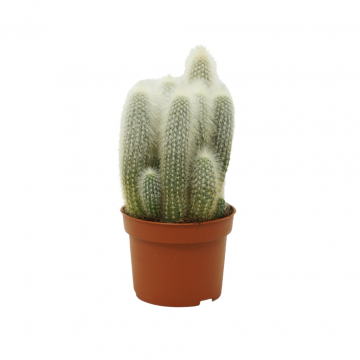 Cactus 15 cm potmaat 10,5
