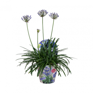 Afrikaanse Lelie (Agapanthus Summer Love Blue) 50 cm