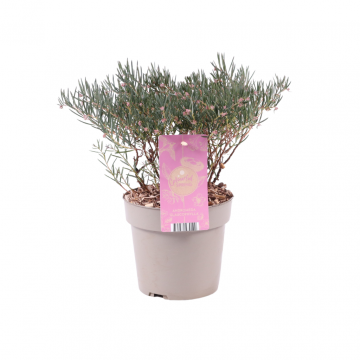 Lavendelheide (Andromeda Glaucophylla) 30 cm
