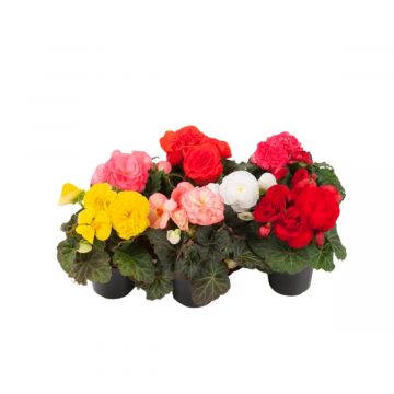 Begonia Tuberhybrida