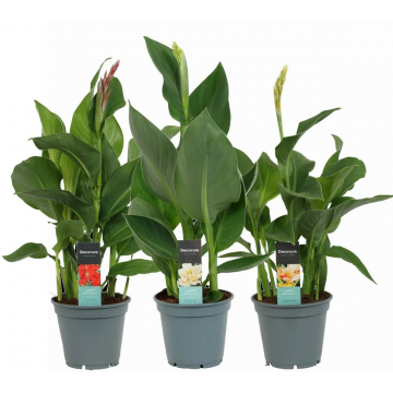 Canna Cannova