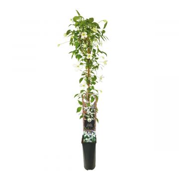 Bosrank (Clematis montana 'Grandiflora') H 90