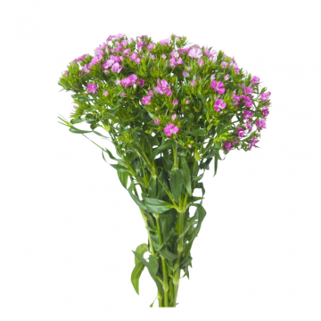 Duizendschoon (Dianthus barbatus) 40 cm per bos