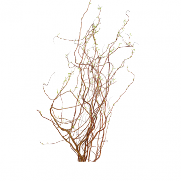 Paastakken (Salix Ov Bos) 100 cm