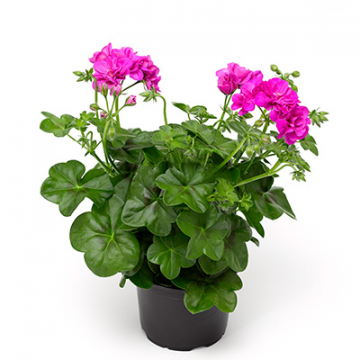 Pelargonium Peltatum