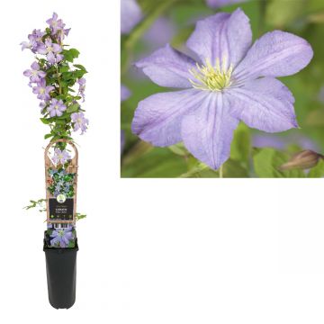 Bosrank (Clematis 'Prince Charles') H 90