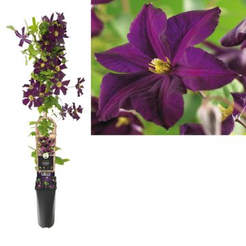 Bosrank (Clematis 'Romantika') H 90