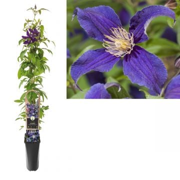 Bosrank (Clematis So Many® Blue Flowers PBR) H 90