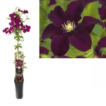 Bosrank (Clematis 'Warszawska Nike') H 90