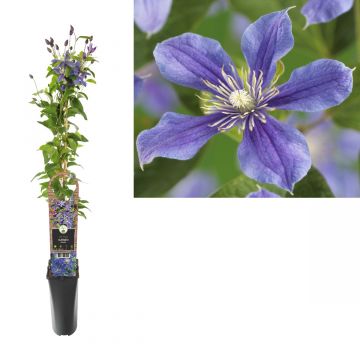 Bosrank (Clematis 'Arabella') H 90