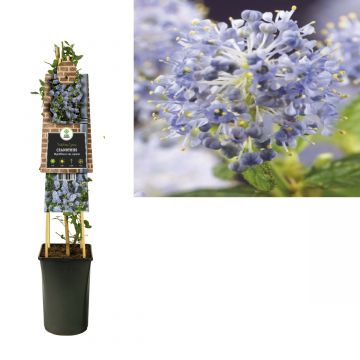 Amerikaanse Sering (Ceanothus thyrsiflorus var. Repens) H 75