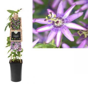 Passiebloem (Passiflora 'Amethyst') H 75