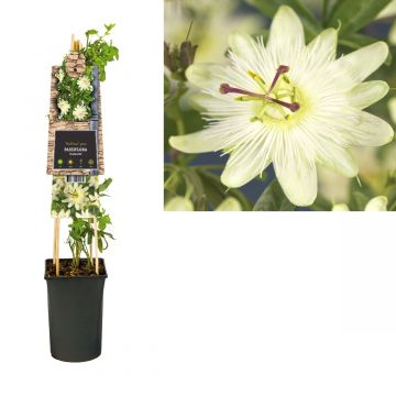 Passiebloem (Passiflora 'Avalanche') H 75