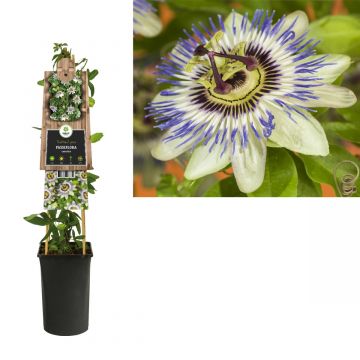 Passiebloem (Passiflora caerulea) H 75