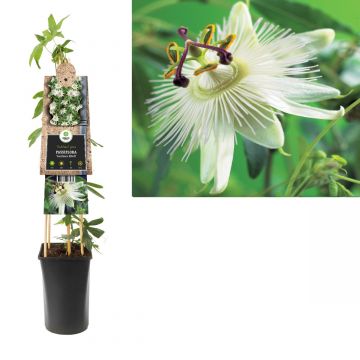 Passiebloem (Passiflora 'Constance Elliott') H 75