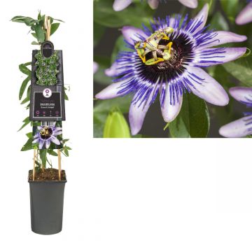 Passiebloem (Passiflora 'Damsel's Delight') H 75