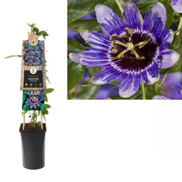 Passiebloem (Passiflora 'Purple Haze') H 75