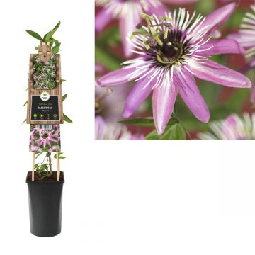 Passiebloem (Passiflora 'Victoria') H 75