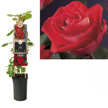 Klimroos (Rosa 'Red Climber') H 75