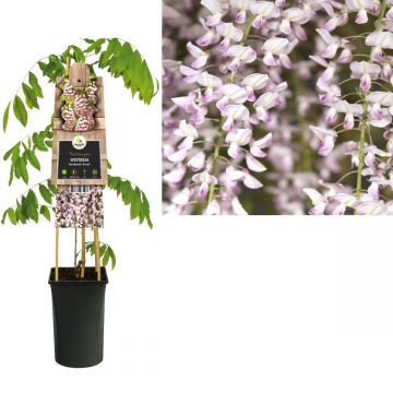 Blauwe regen (Wisteria floribunda 'Rosea') H 75