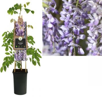 Blauwe regen (Wisteria sinensis) H 75