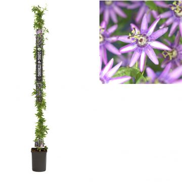 Passiebloem (Passiflora 'Amethyst') H 215