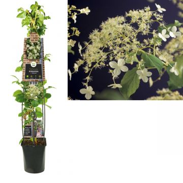 Klimhortensia (Hydrangea a. 'Petiolaris') H 120