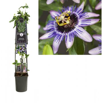 Passiebloem (Passiflora 'Damsel's Delight') H 120