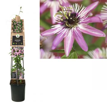 Passiebloem (Passiflora 'Victoria') H 120