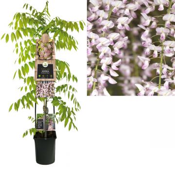 Blauwe regen (Wisteria floribunda 'Rosea') H 120
