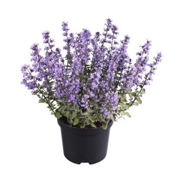 Kattekruid (Nepeta faassenii 'Walker's Low')