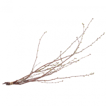 Kersenbloesem (Prunus speciosa) 80 cm