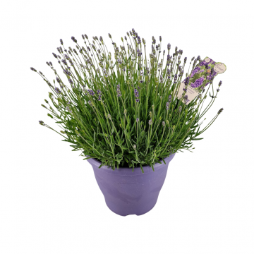 Lavendelstruik XL (Lavandula Essence Purple) 45 cm