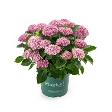 Hortensia (Hydrangea macrophylla Magical Revolution)