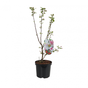 Sierappel (Malus) 100 cm